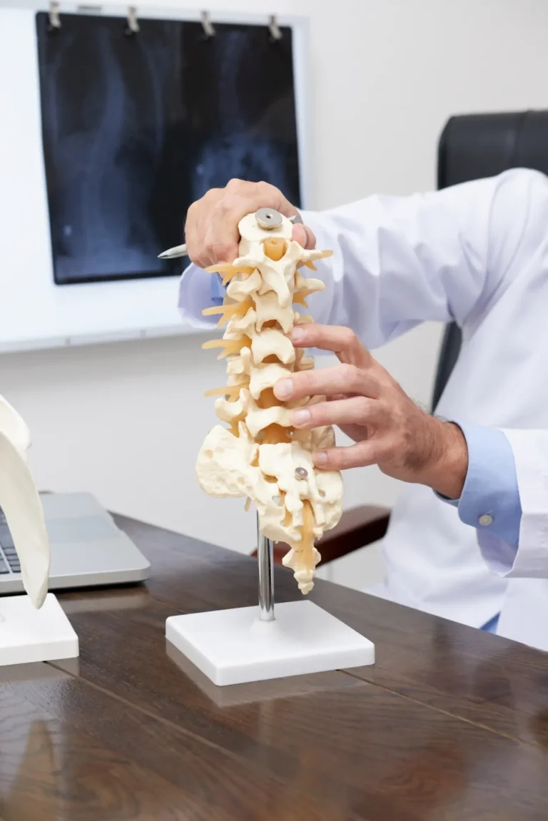 Model anatomiczny przedstawiający poszczególne odcinki kręgosłupa