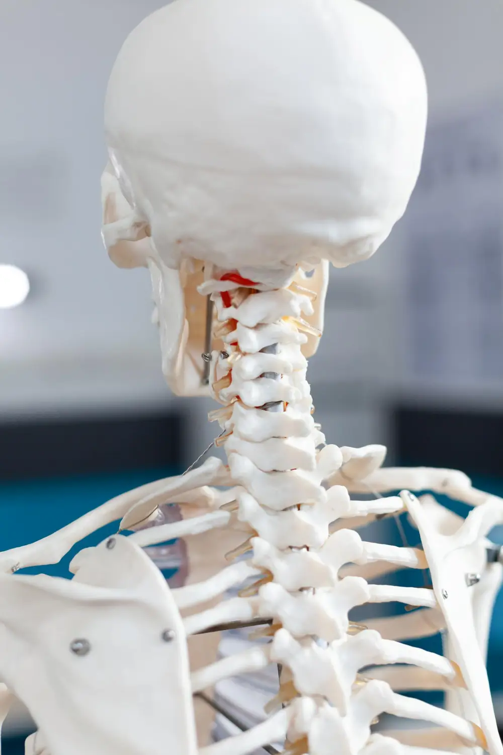 Anatomiczny model kręgosłupa używany podczas konsultacji fizjoterapeutycznej